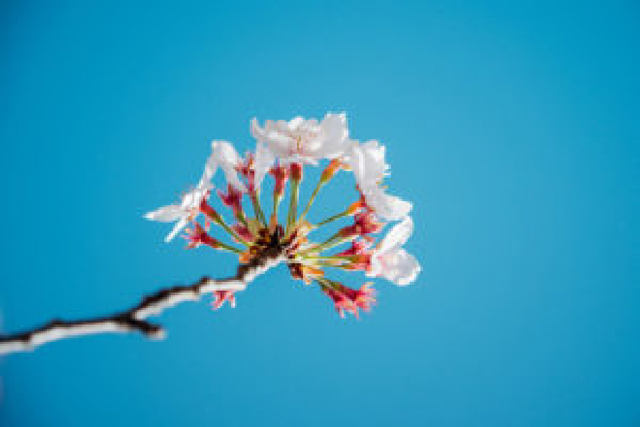 <p>Newsletter Vol.360</p>CS60ニュースレター  半信半疑から、確信へ――目の前で起きた変化 山口陽子さんインタビュー（第2回）